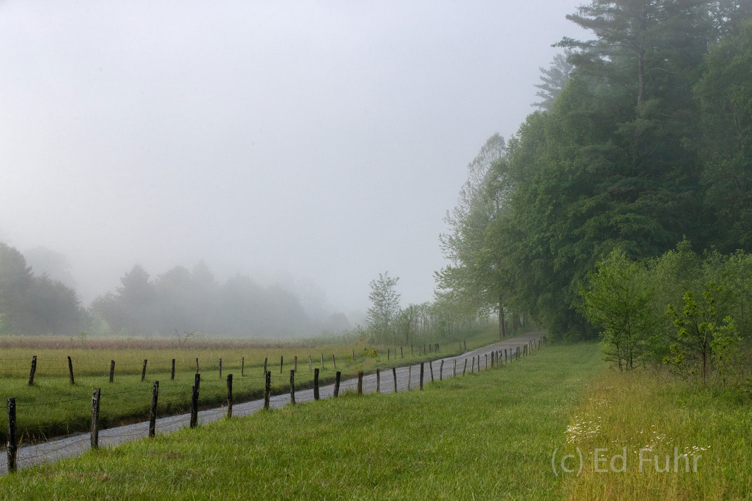 Hyatt Lane Heavy fog shrouds Hyatt Lane and the Cades Cove valley.