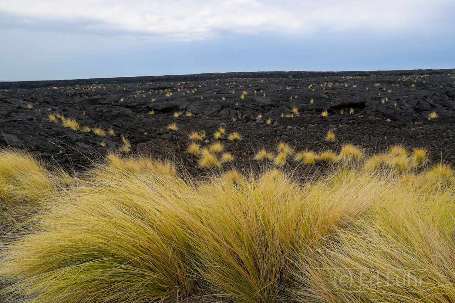 Large swaths of the Big Island are essentially barren black lava deserts of rock and stone.  While it would seem that nothing...