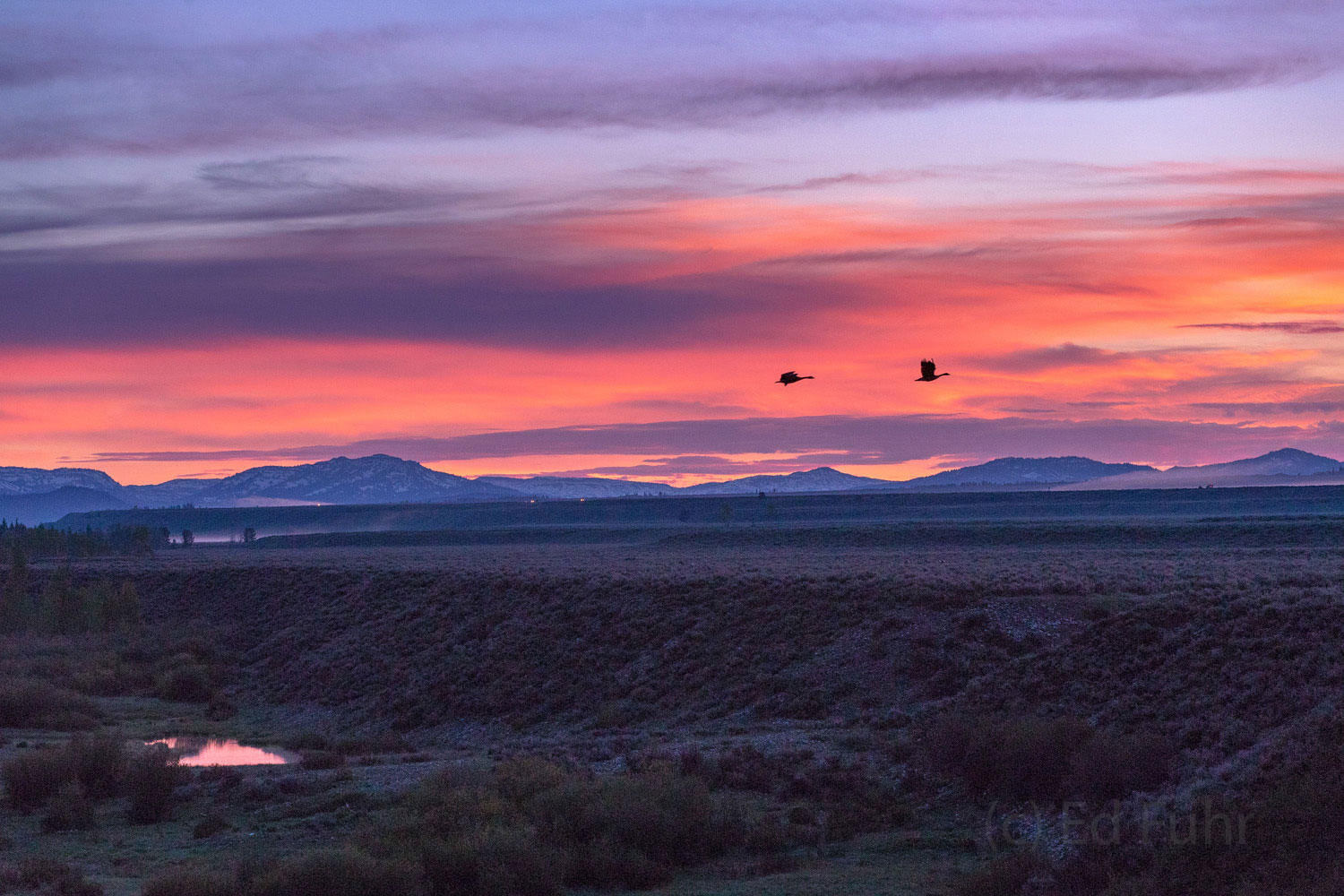 Tundra Swans fly across the morning sky as dawn brings a new day to Grand Teton National Park.