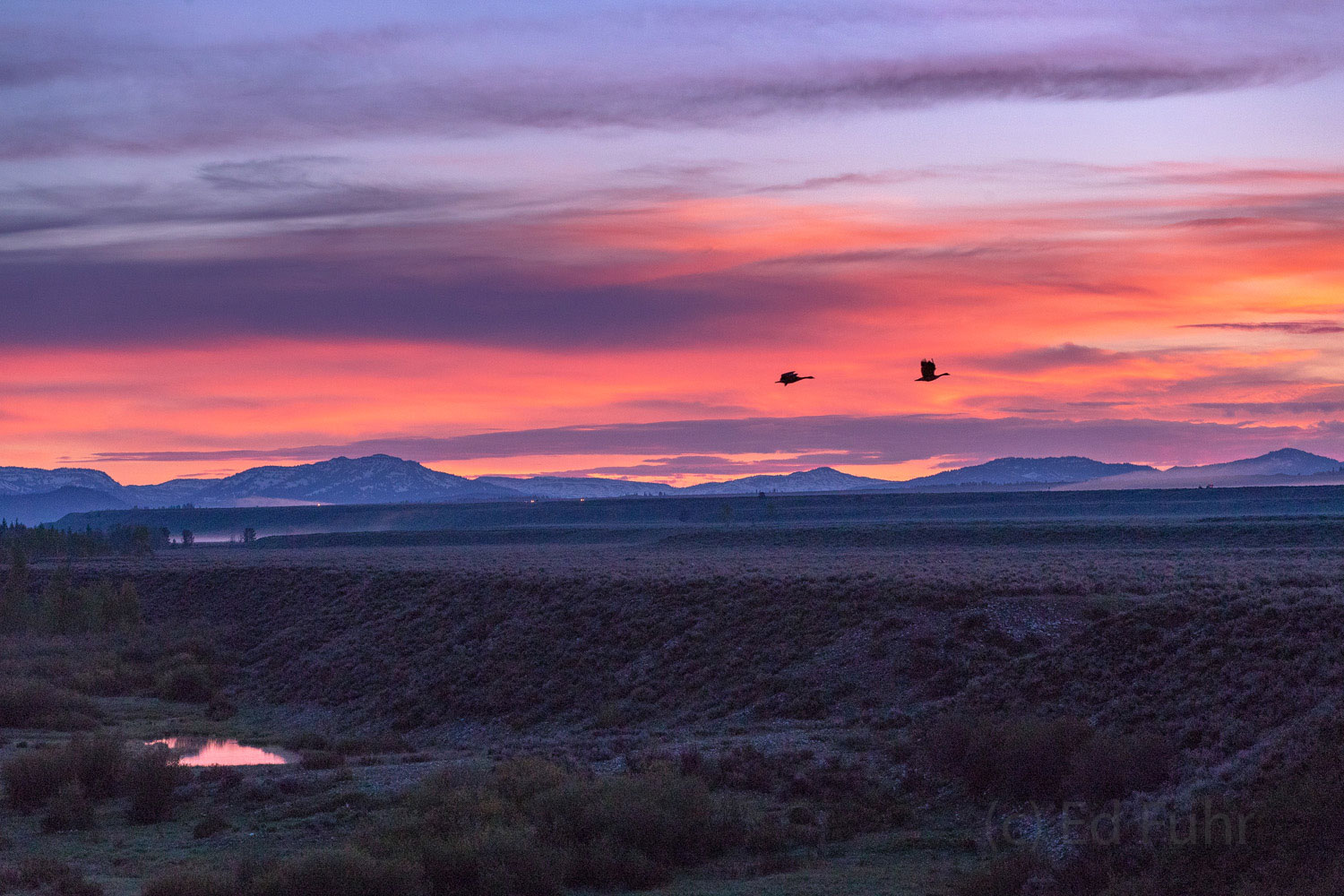 Early Flight Tundra Swans fly across the morning sky as dawn brings a new day to Grand Teton National Park.