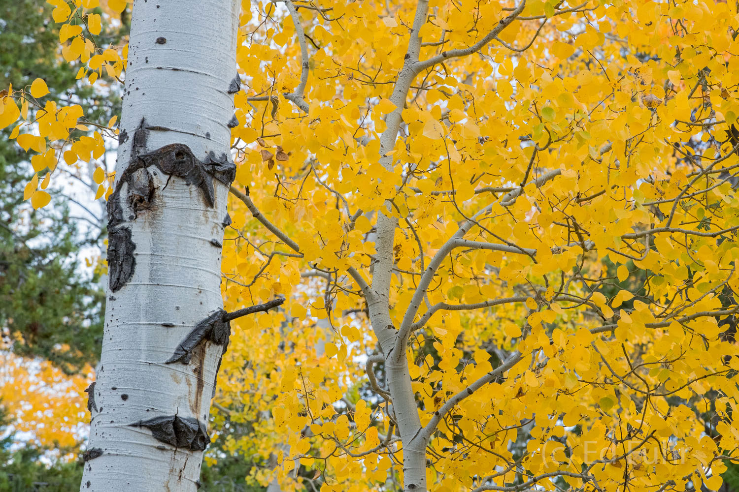 Aspen Trunk Teton Aspen