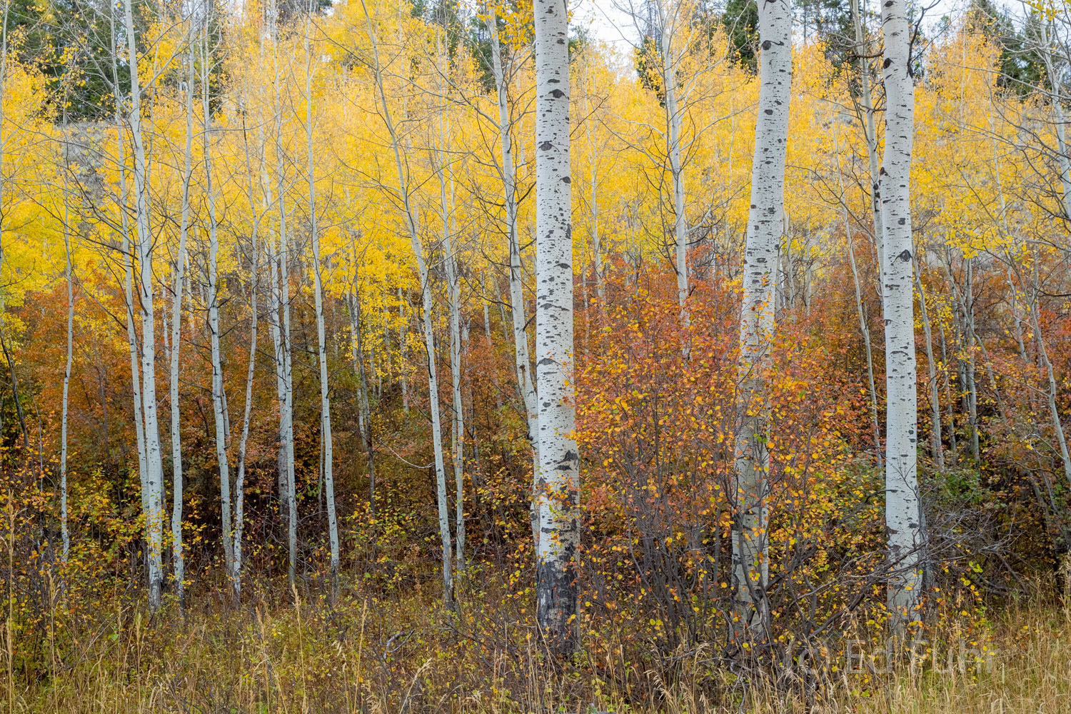 Fall's Understory Patterns Moose-Wiilson Autumn Color