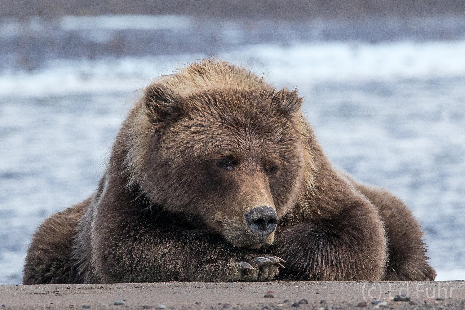 Brown Bear Nap Time on Lake Clark National Park