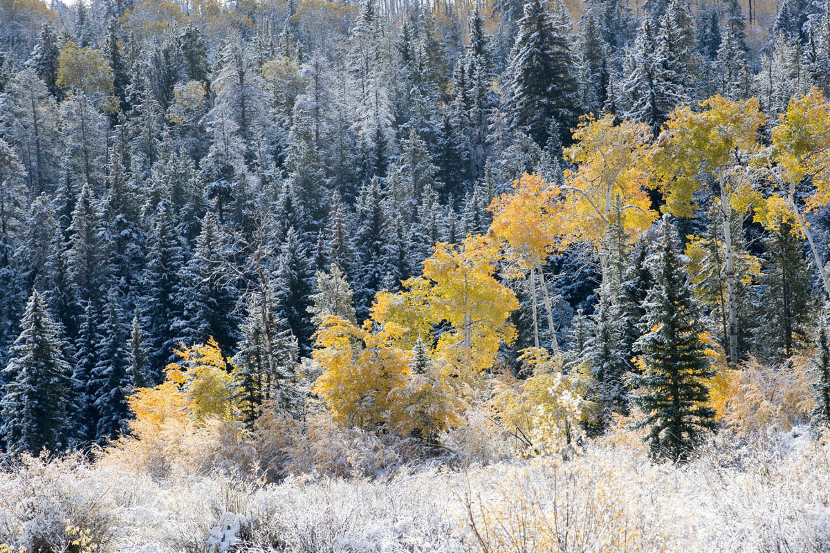The Road Less Traveled aspen, snow, autumn, , 2017, Tetons, Grand Teton
