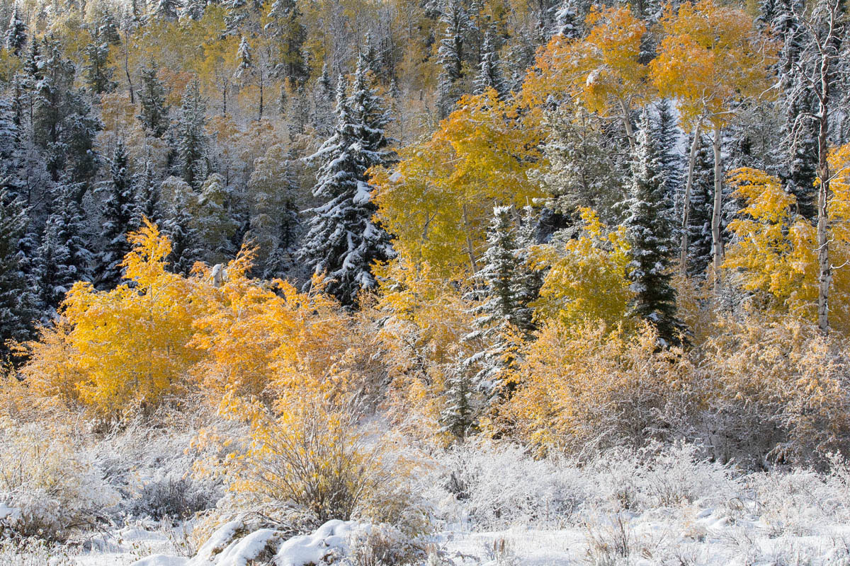 Snowy Aspen aspen, snow, autumn, , 2017, Tetons, Grand Teton
