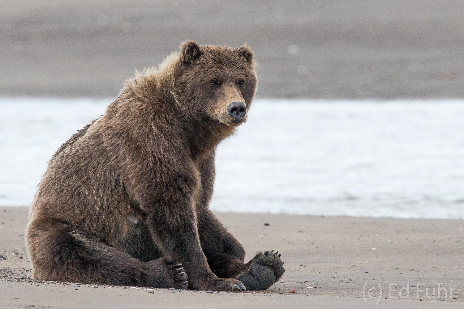A large brown bear eyes the tidal inlet for any sign of salmon.  As soon as one is spotted, she can cover 100 yards faster than...