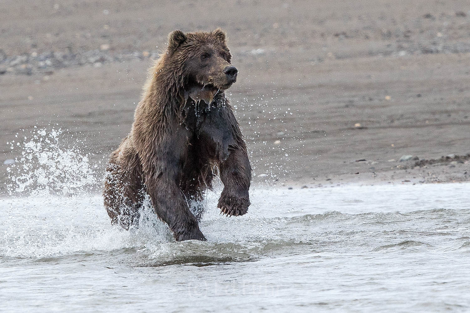 brown bear, salmon, lake clark, alaska