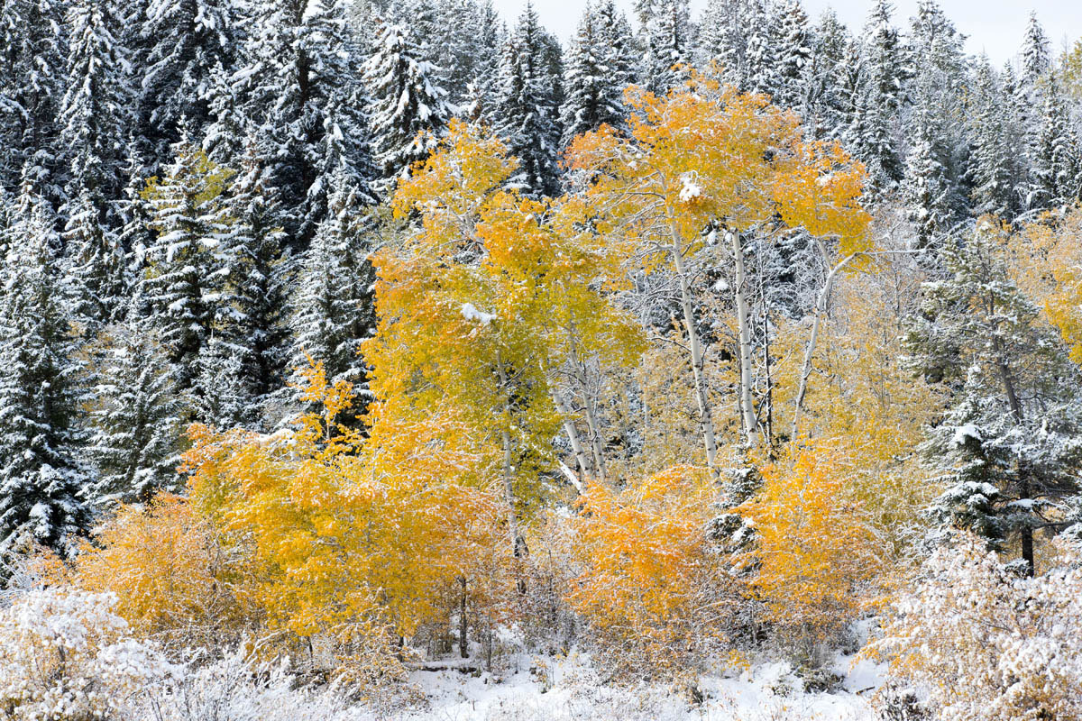 aspen, snow, autumn, , 2017, Tetons, Grand Teton
