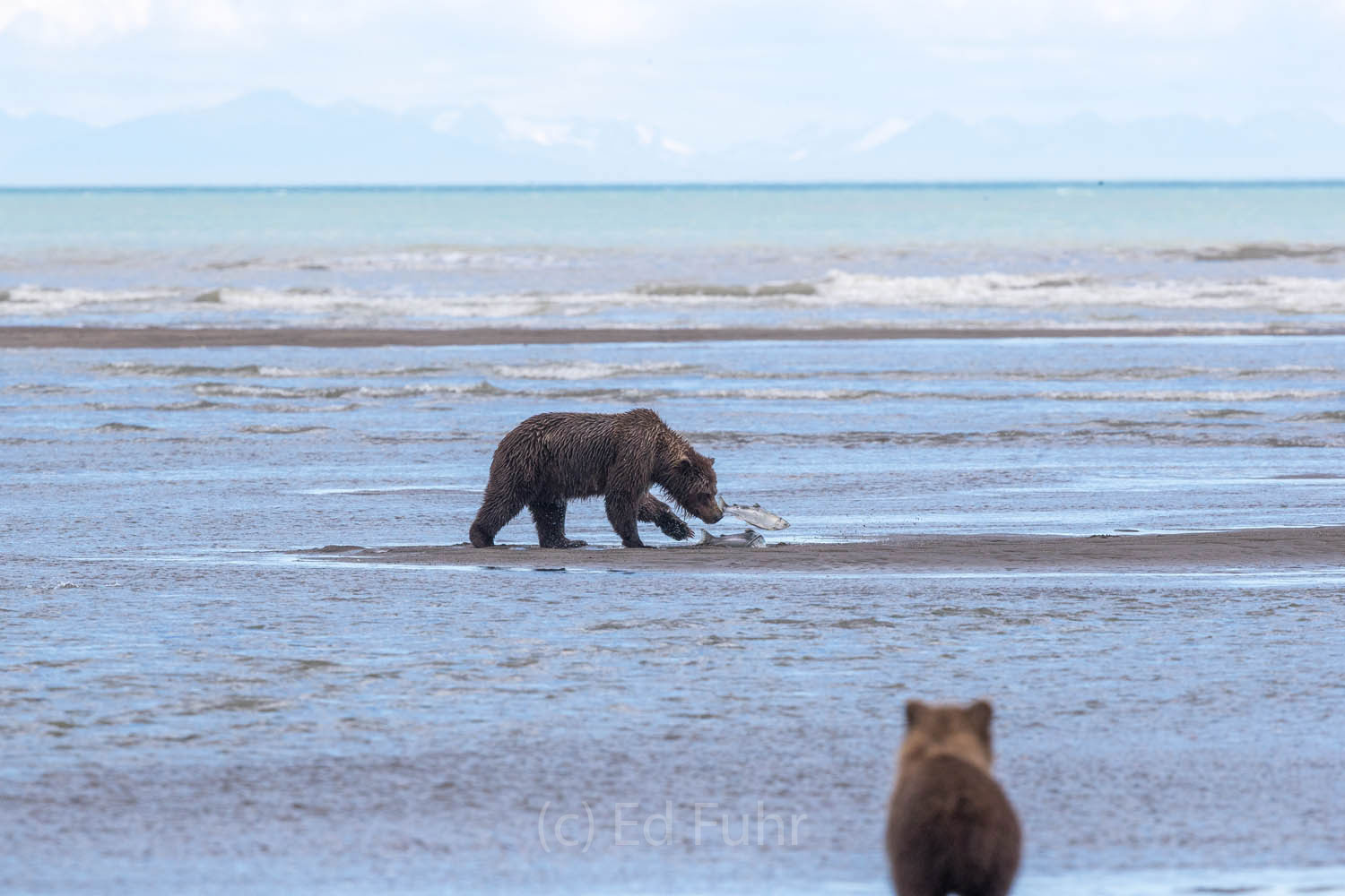 brown bear, salmon, lake clark, alaska