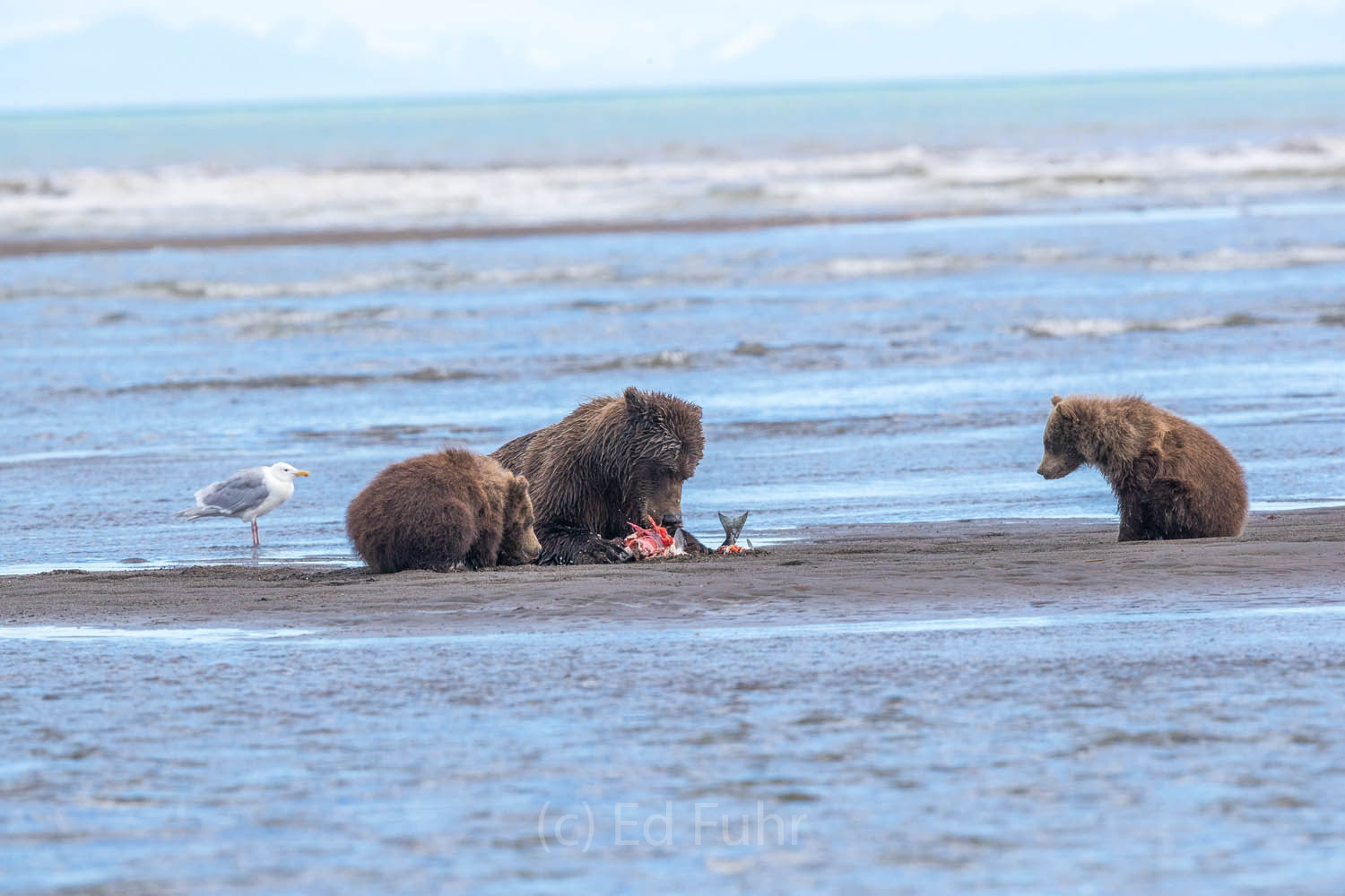 brown bear, salmon, lake clark, alaska