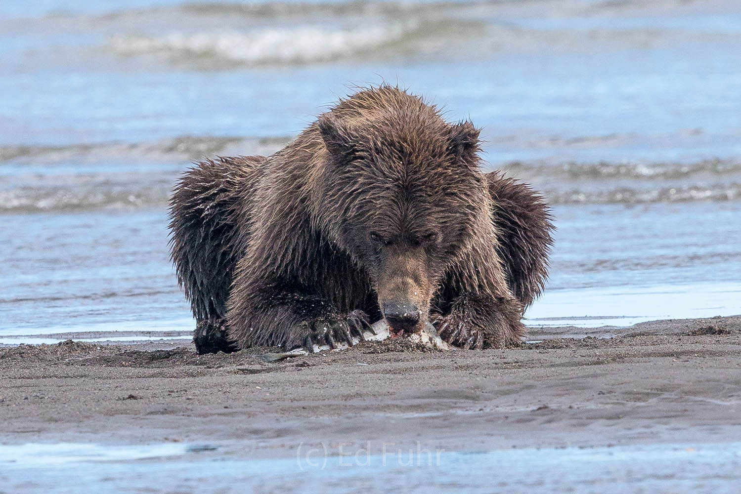 brown bear, salmon, lake clark, alaska