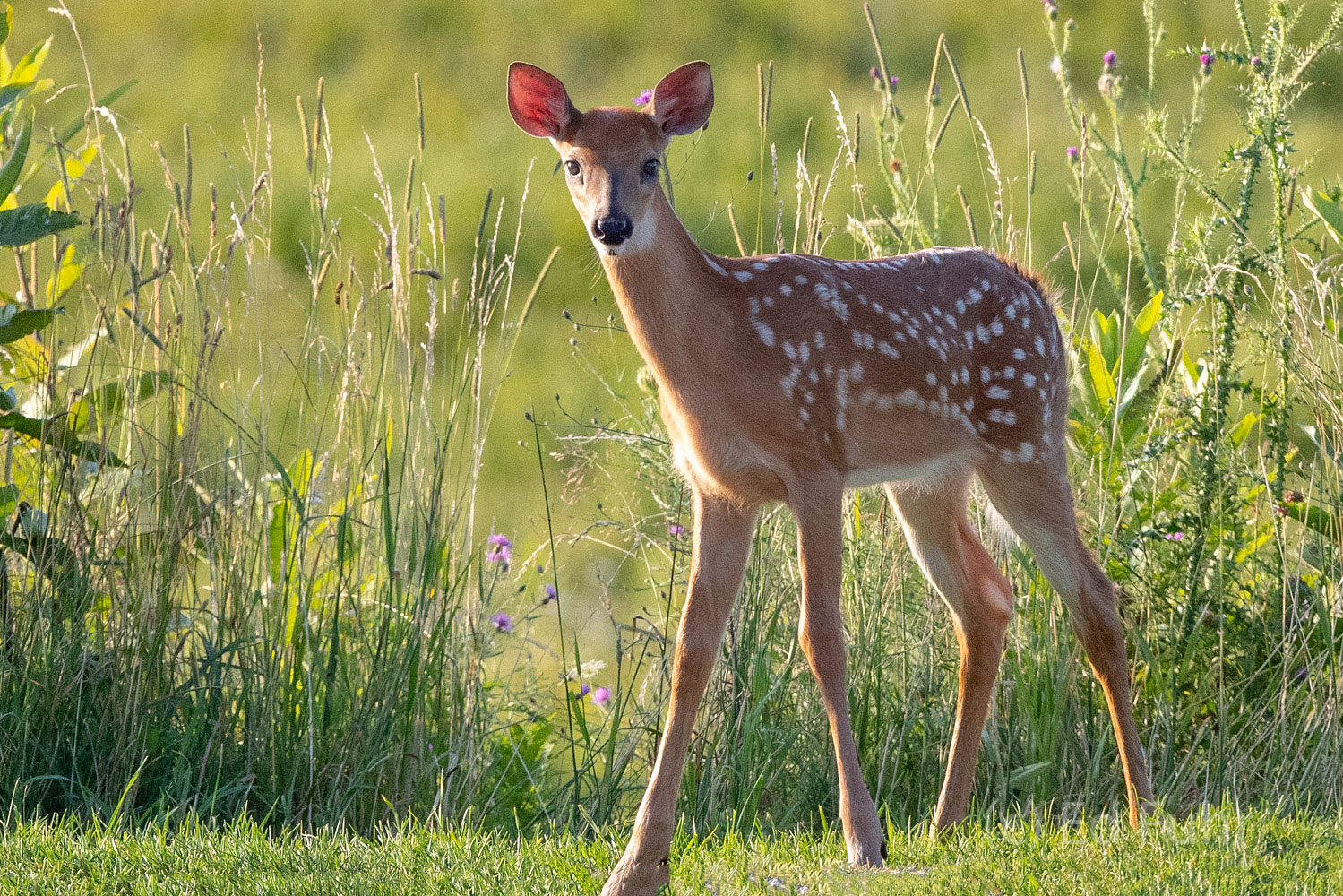 Fawn are inherently curious during their first weeks.