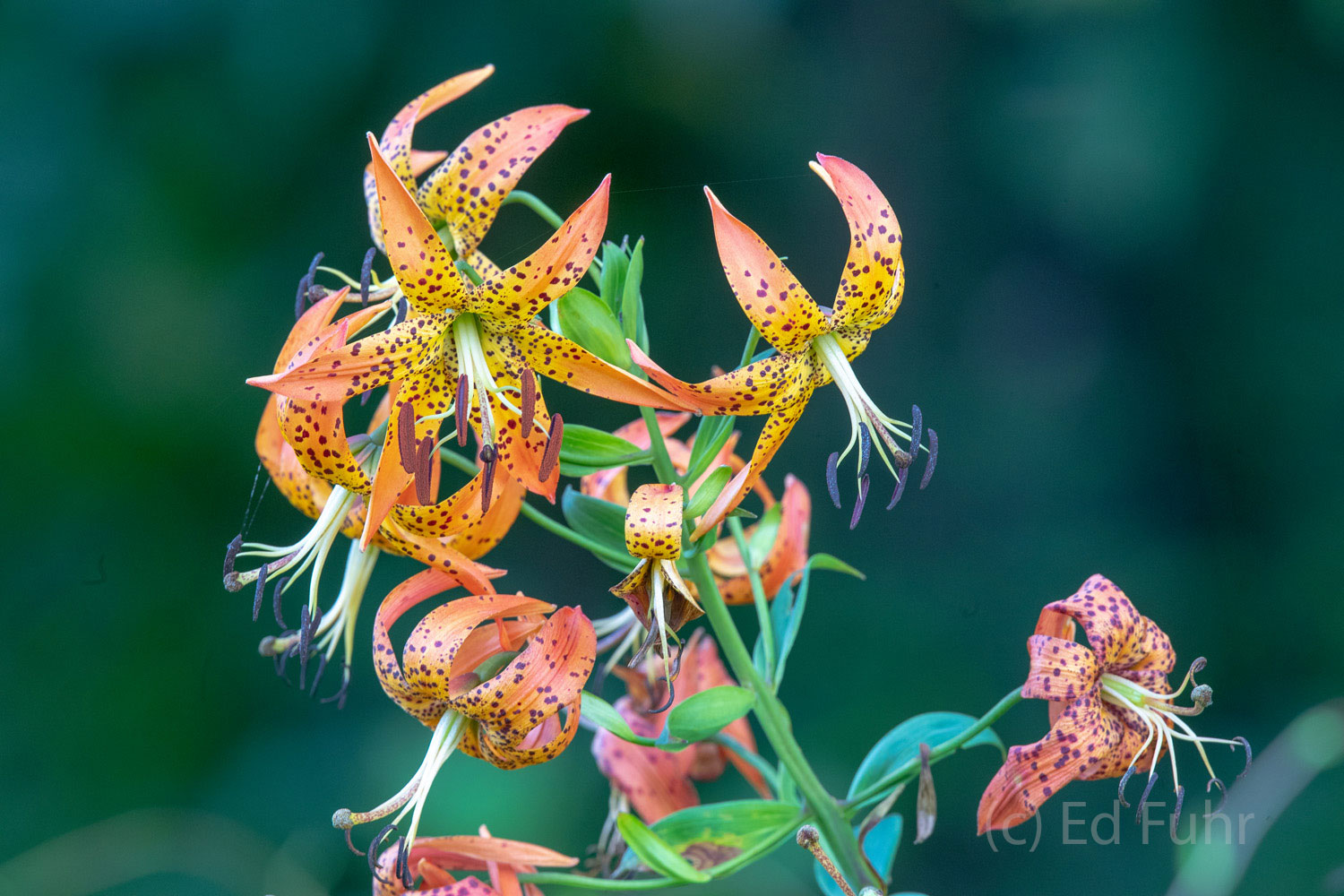 Turks Cap Clump A clumb of Turks Cap blooms in late July along a trail in Shenandoah National Park.
