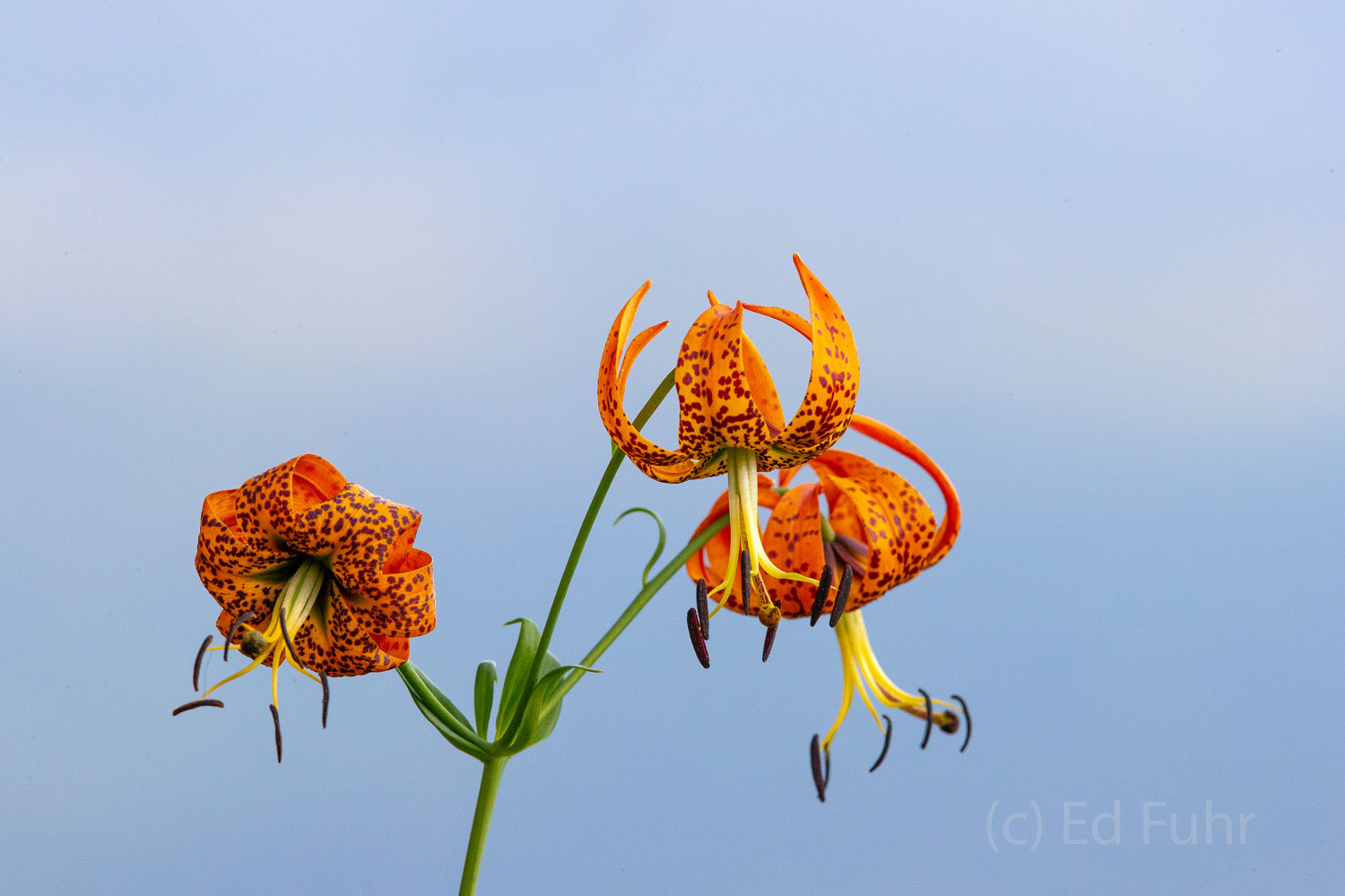 Orange and Blue Turk's Cap - one of the special wildflowers located throughout Shenandoah NP. Often growing 4-5 feet, this neat flower sports...