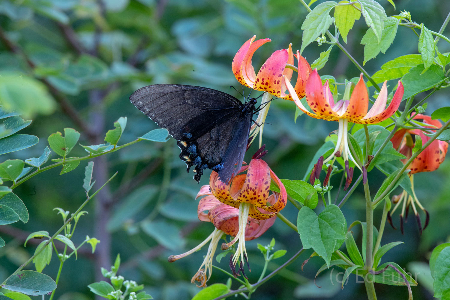 In Search of Nectar A black female swallowtail sips the sweet nectar of Turks Cap.