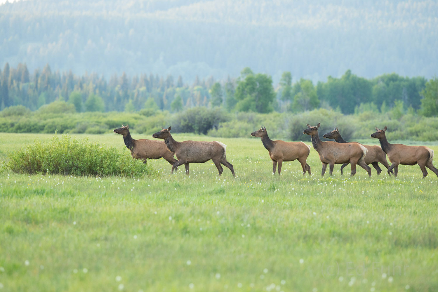 Elk stare intently into the willows where they know a grizzly bear stalks.