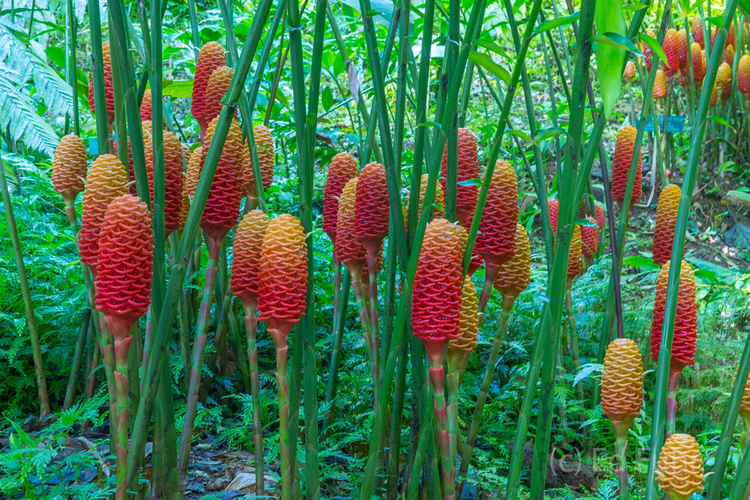 A bed of ginger grows in the damp ground below towering trees in the Big Island's fantastic tropical garden