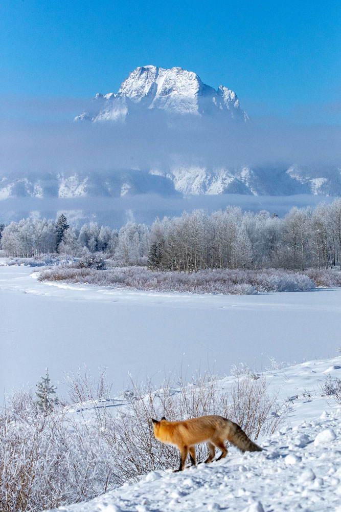 A red fox hunts for breakfast along the deep snow-covered shores of the Oxbow Bend.   Mount Moran stands above the frozen waters...