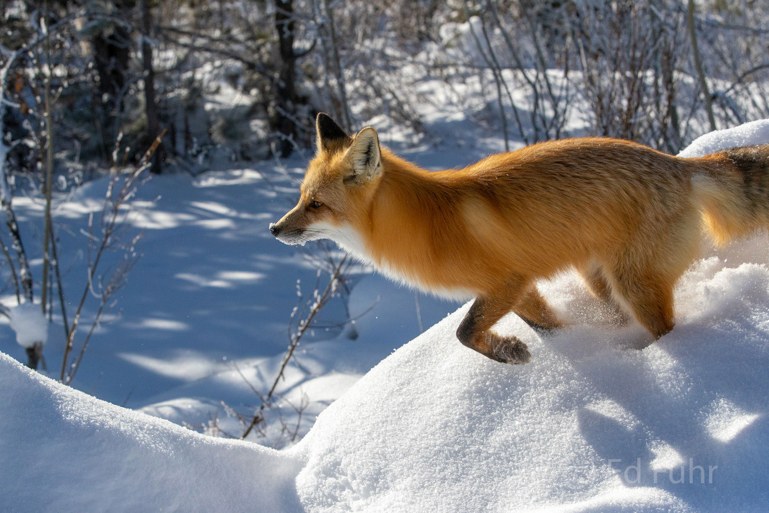 A moment in time.   A fox races through the deep snows of Grand Teton National Park.