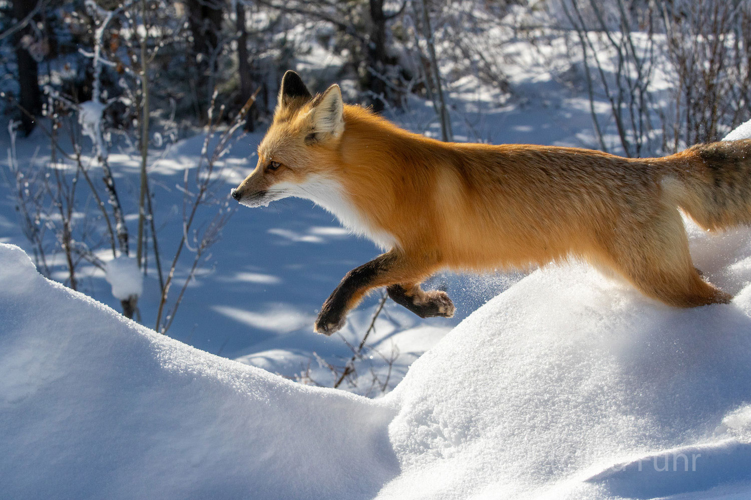 A fox leaps from a snow bank as he races ahead.