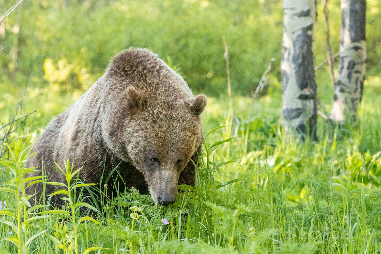 610 By Cattlemen's Grizzly 610 dines on wildflowers, grasses and roots near Oxbow Bend.
