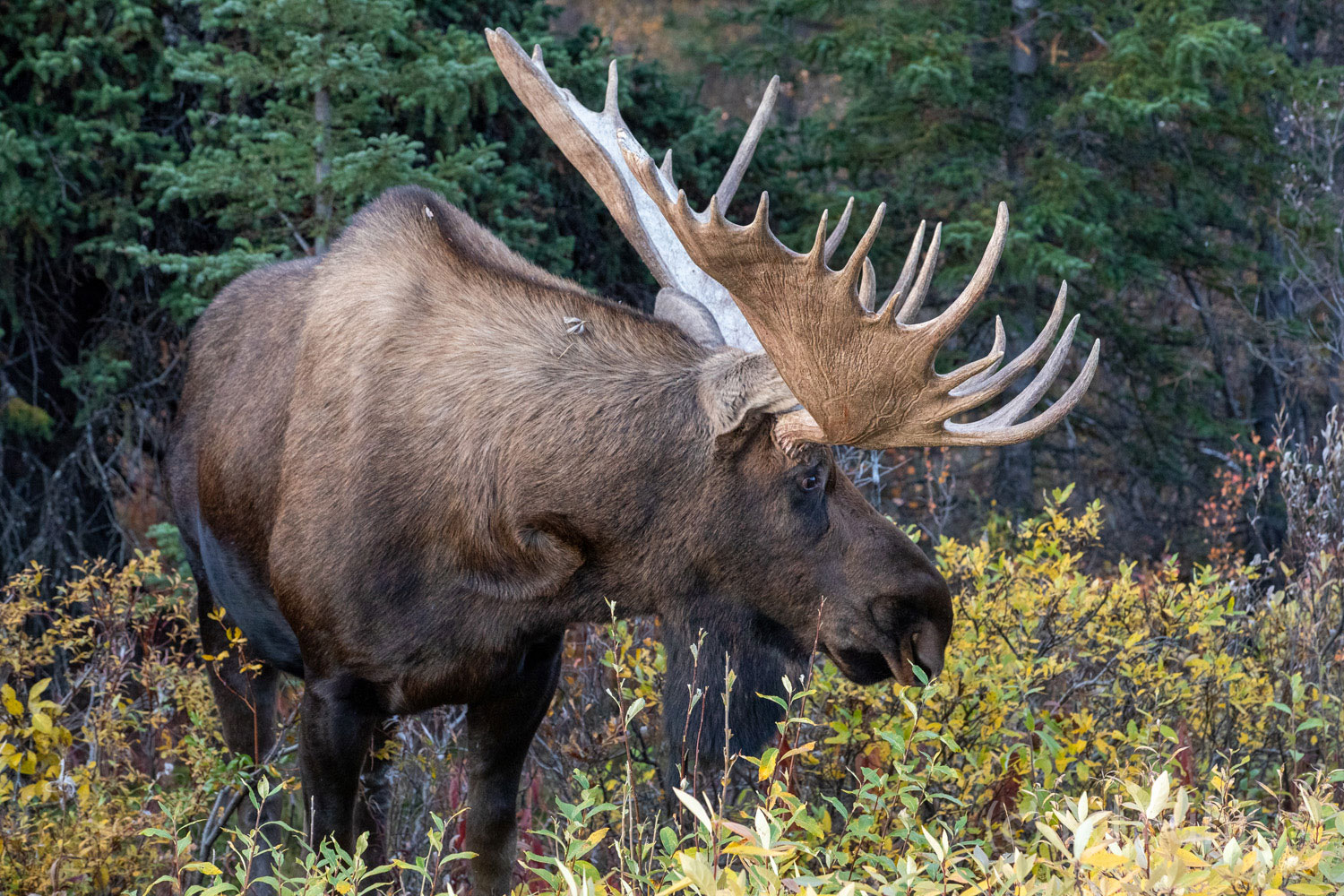 A large bull moose emerges from the willow thicket