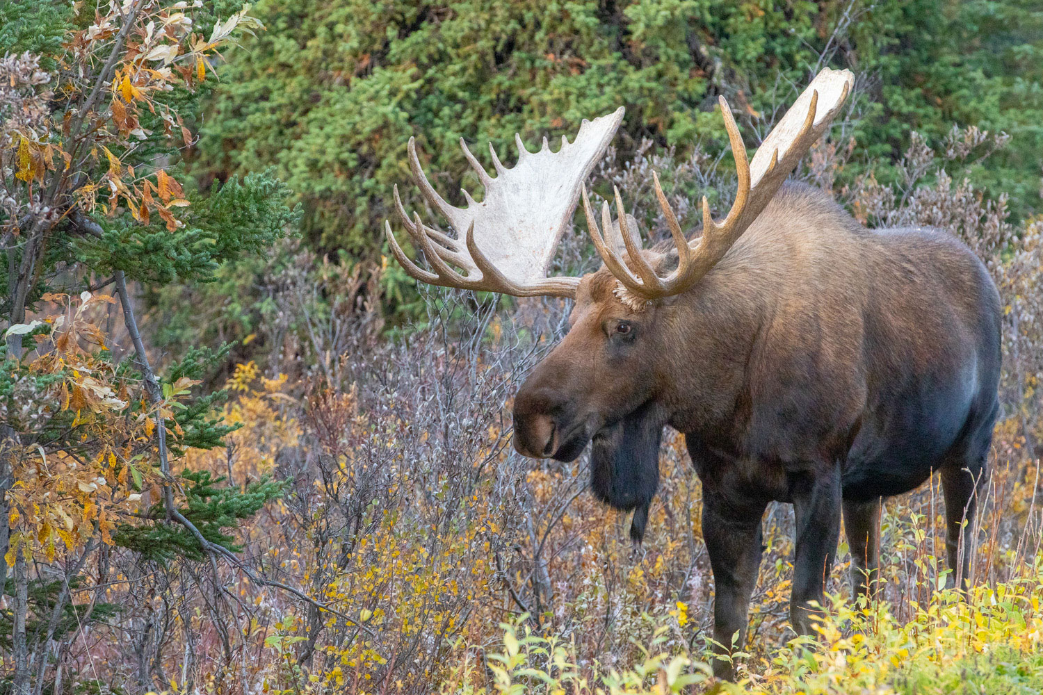 It is the September rut, and this large male is determined to send off a younger male.