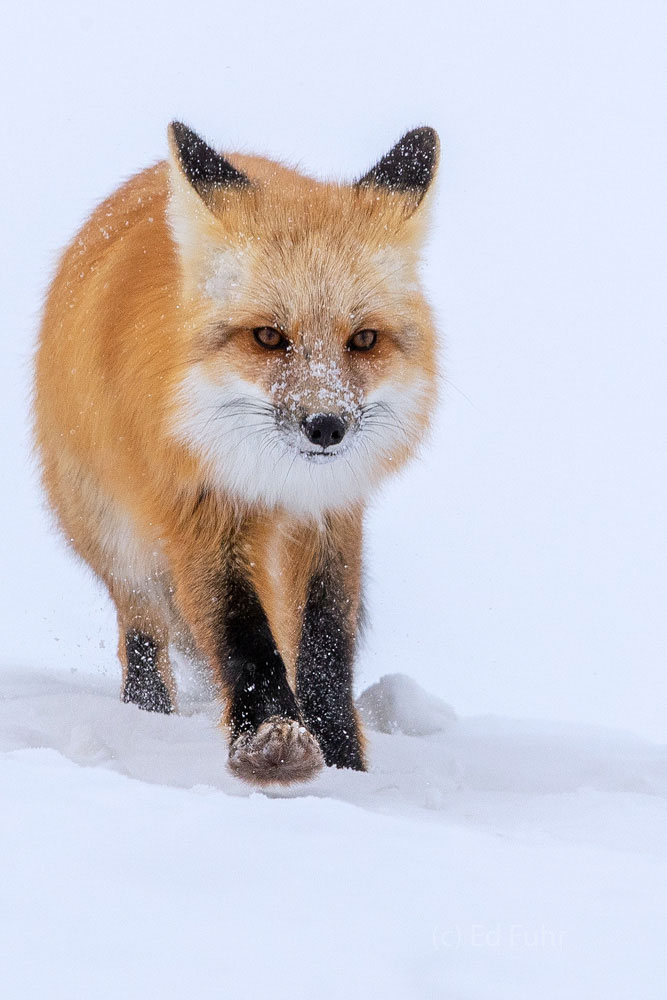 The morning has grown cloudy as a new storm arrives.  This fox senses more snow is soon on the wind and he quickly makes his...