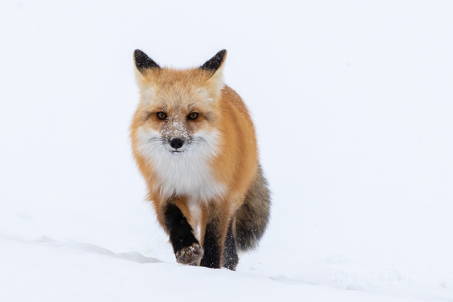 Winter Fox Trot The winter landscape in the Grand Tetons can be bleak and white. But it can be a perfect backdrdop for the lucky few who witness...