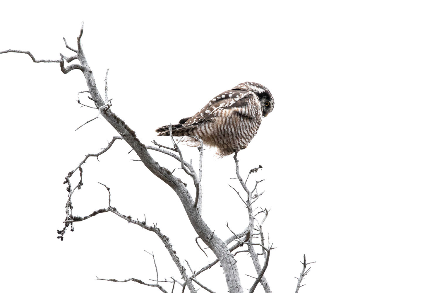 A short-eared owl looks for rodents