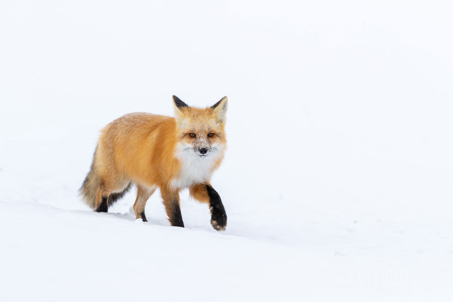 A red fox makes his way across a snow - covered meadow.