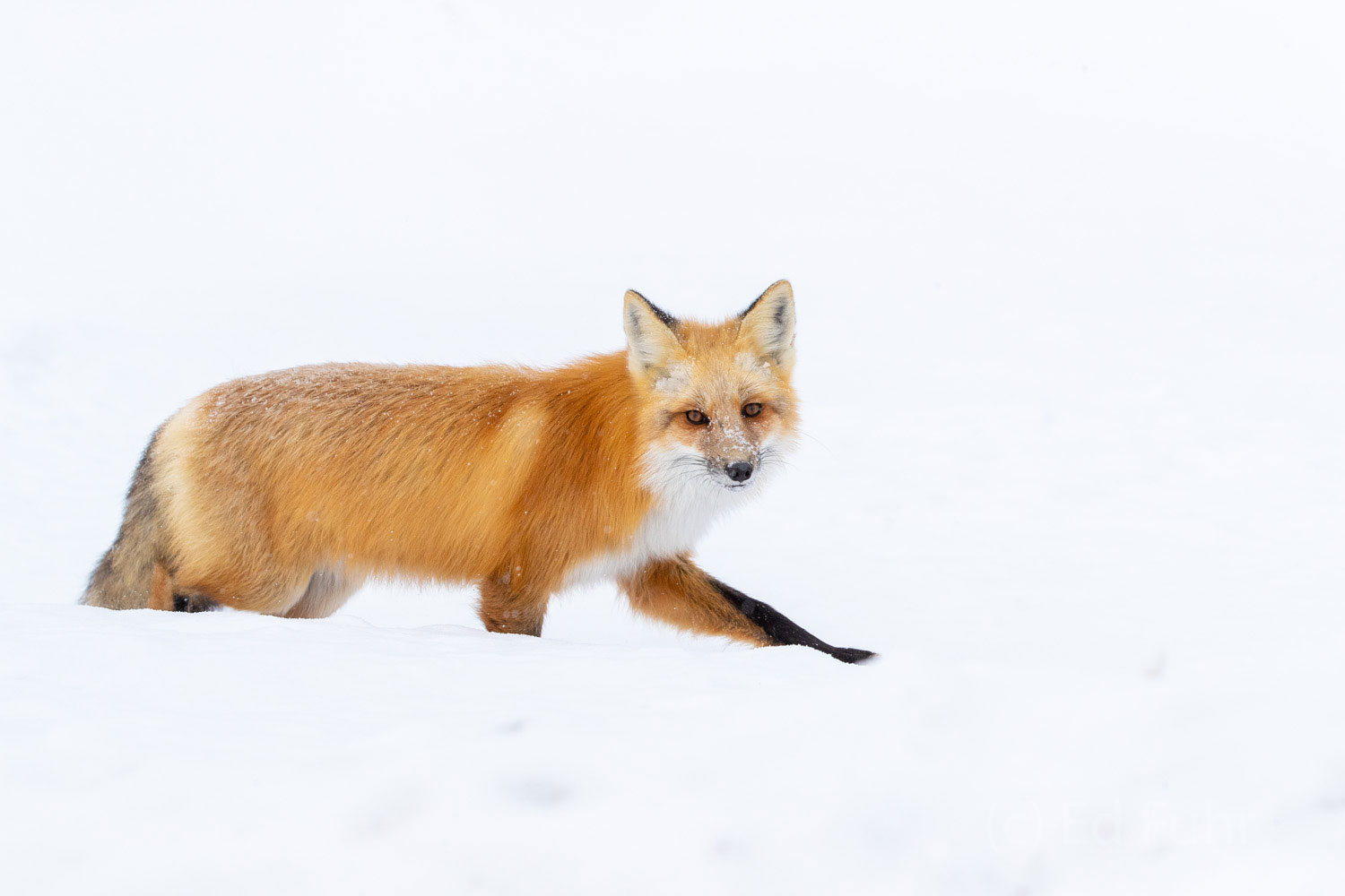 Light afoot, this fox makes his way across the deep snows of this meadow in Grand Teton National Park.