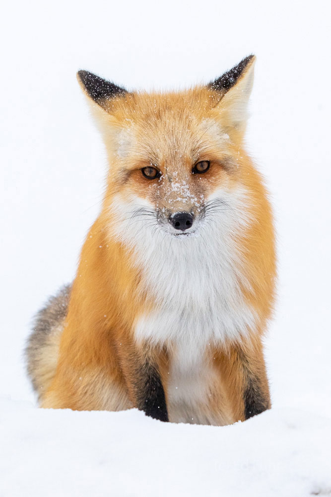 Winter Fox Portrait Pausing for a few moments, this fox surveys and listens intently for any sign of movement below the snow that might signal his...