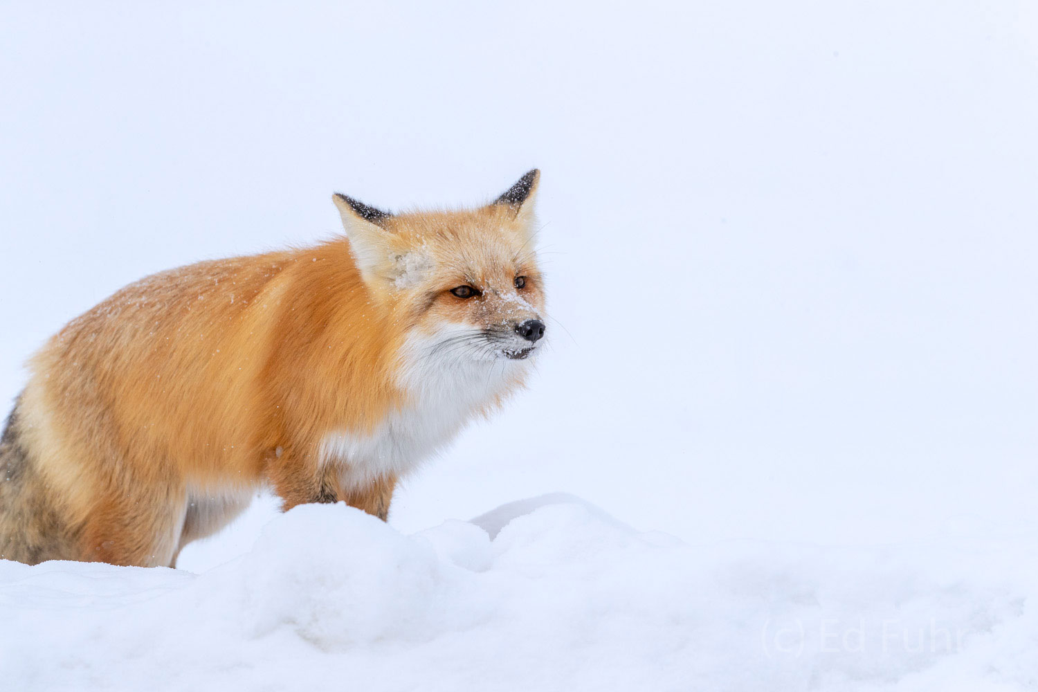 The winds have picked up and it is beginning to snow.   This fox knows it is time to find a secure place in which to bed down...