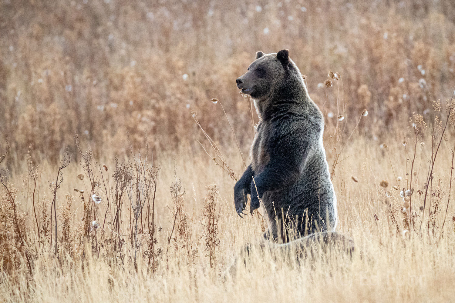 Grizzly 610 stands to get a better look at her trailing two cubs.