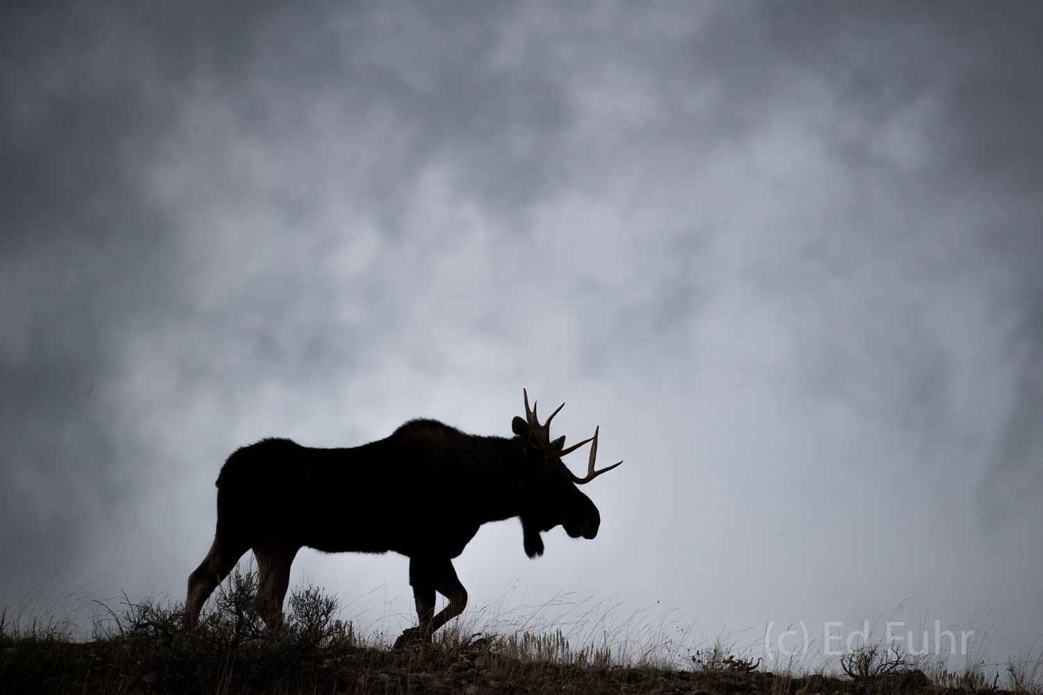 A bull moose strides across a ridge with the Teton Range rising behind.
