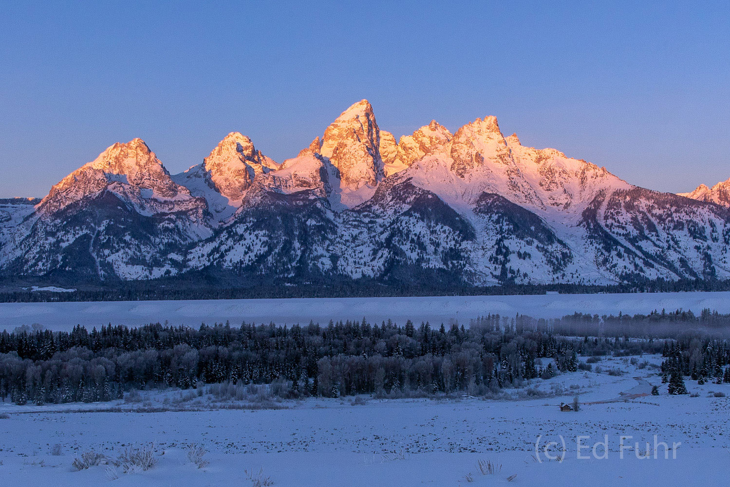 In winter the lowlands around Schwabacher Landing and the Snake River are closed as a diverse array of wildlife try to survive...