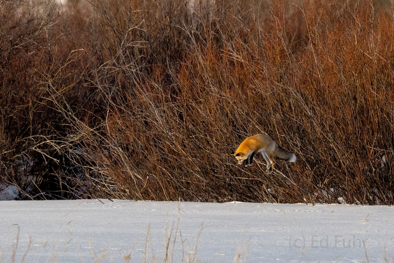 How High? A red fox jumps high for food. He has stood intently where he first detected motion below the deep meadow snow. After locking...