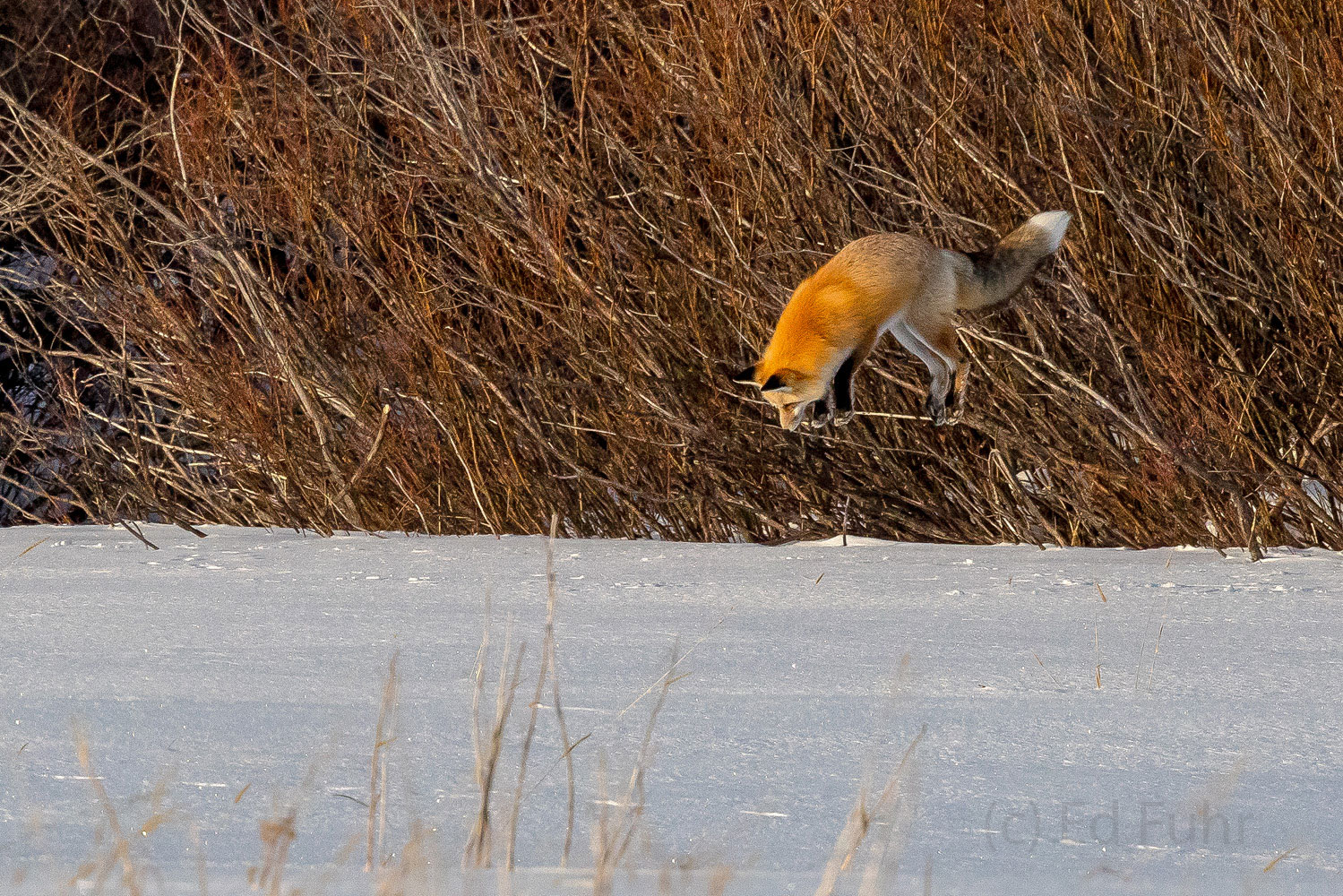 Pike After jumping high, this fox tucks to begin his dive.