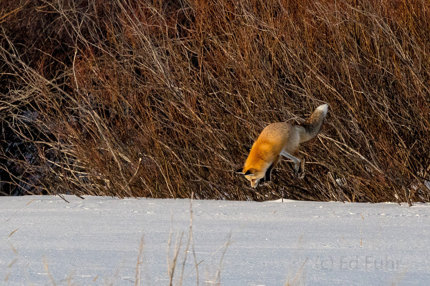Straightening his dive, the fox prepares to hit mouth first.  He knows he must enter the snow like a high diver into the water...