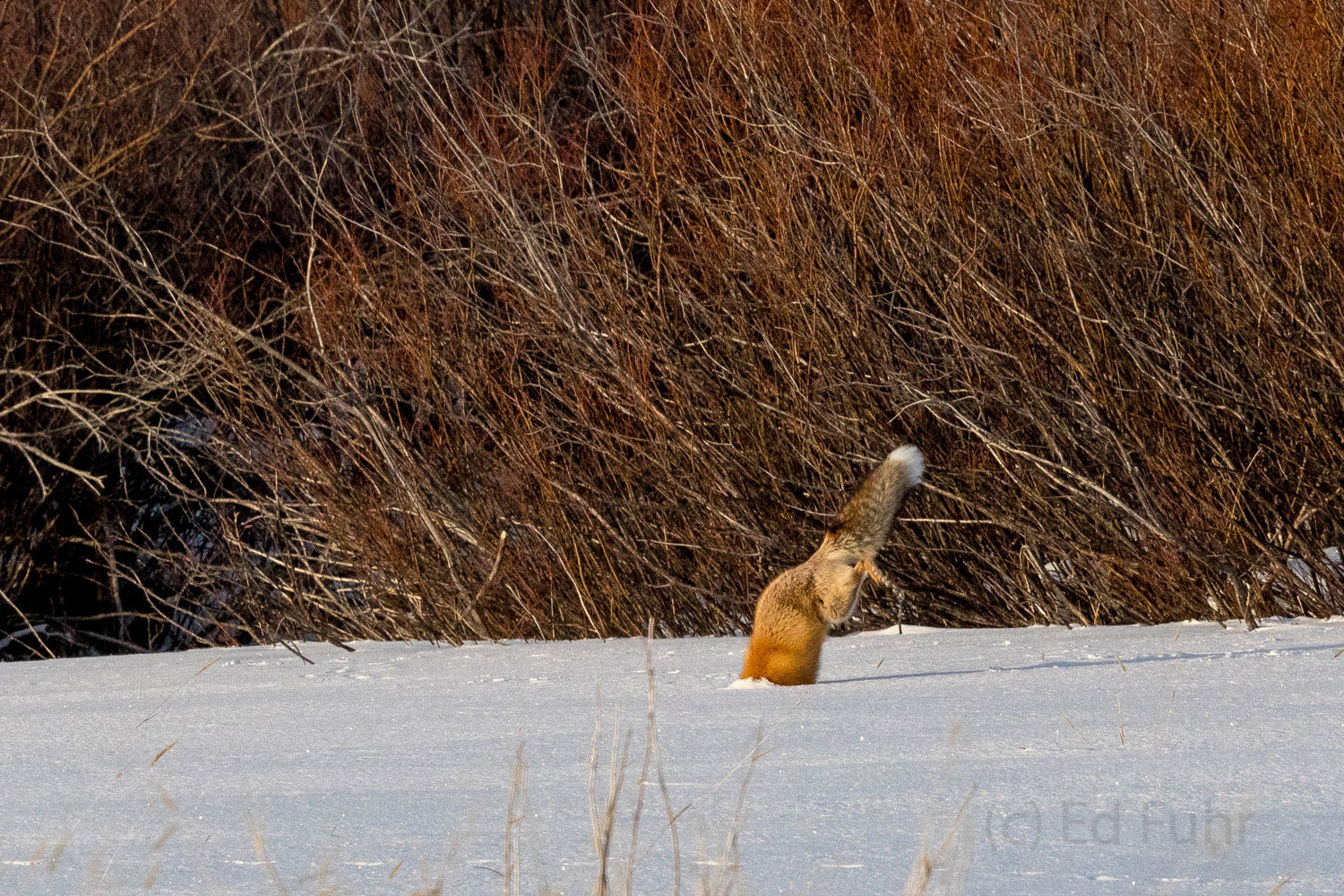 At impact the fox dives through the soft snow to catch a rodent that had moved at a most unfortunate time.  When winter's snows...