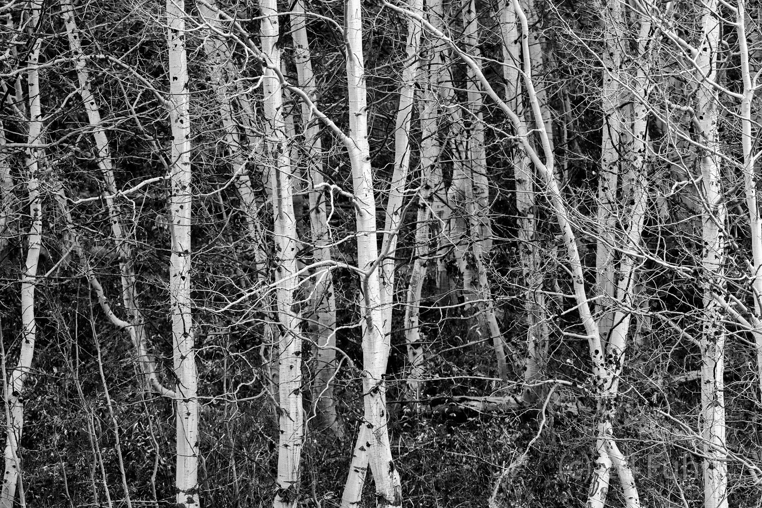 There is a timeless quality to aspen groves, especially when viewed without the glitter and distraction of autumn's glow.