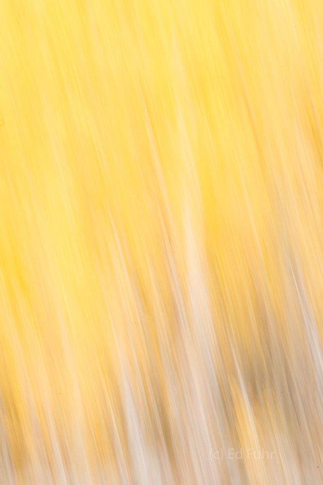 Golden Embrace