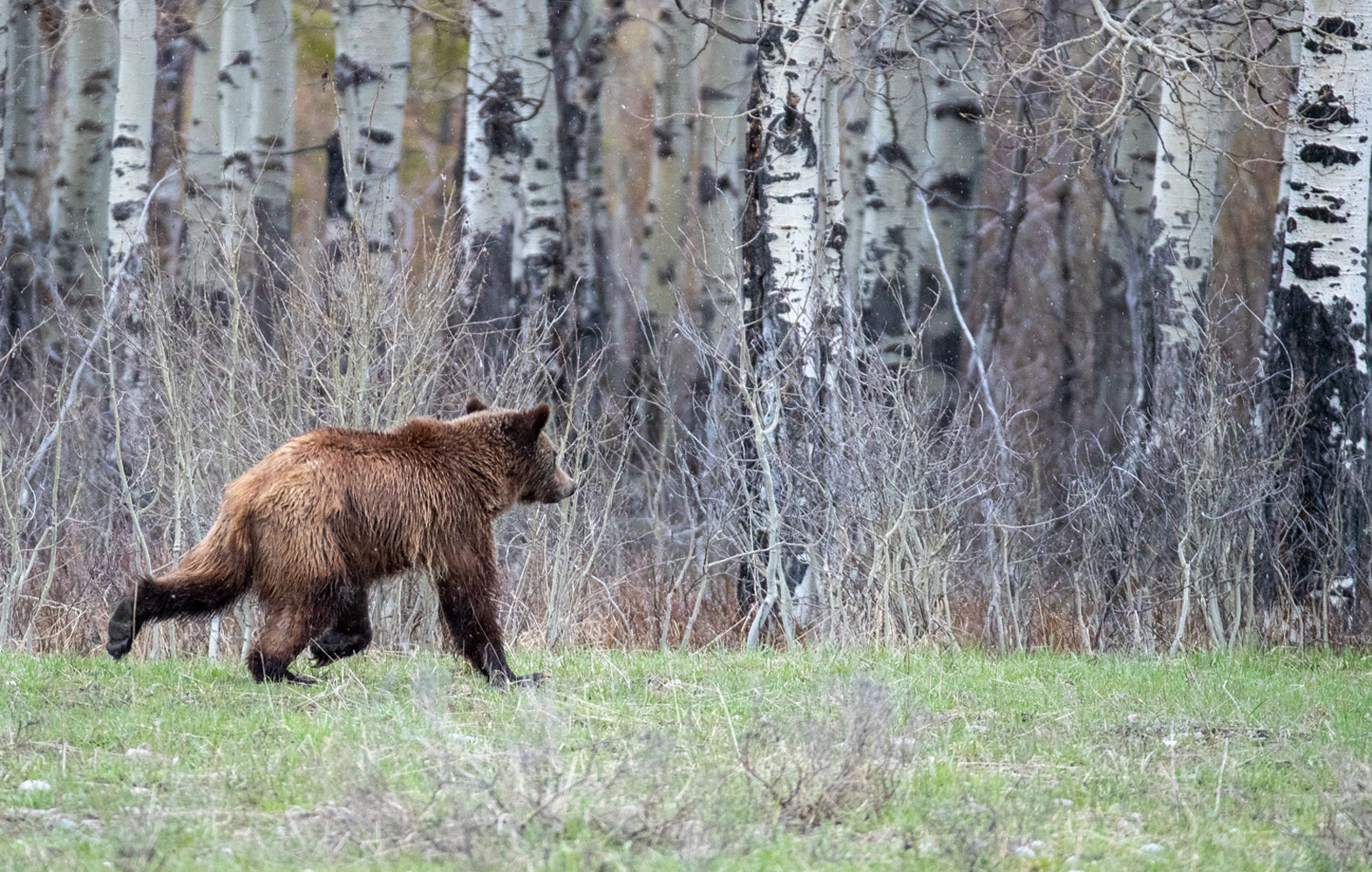 Subadult Flee A newly emancipated subadult cub of 399 streaks across an open meadow.