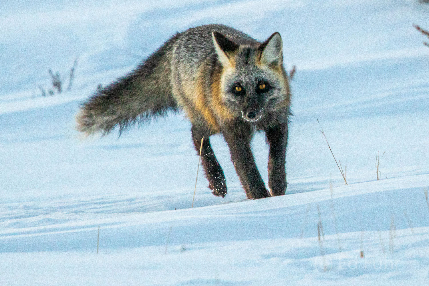 A cross fox makes its way across the snowy meadows.