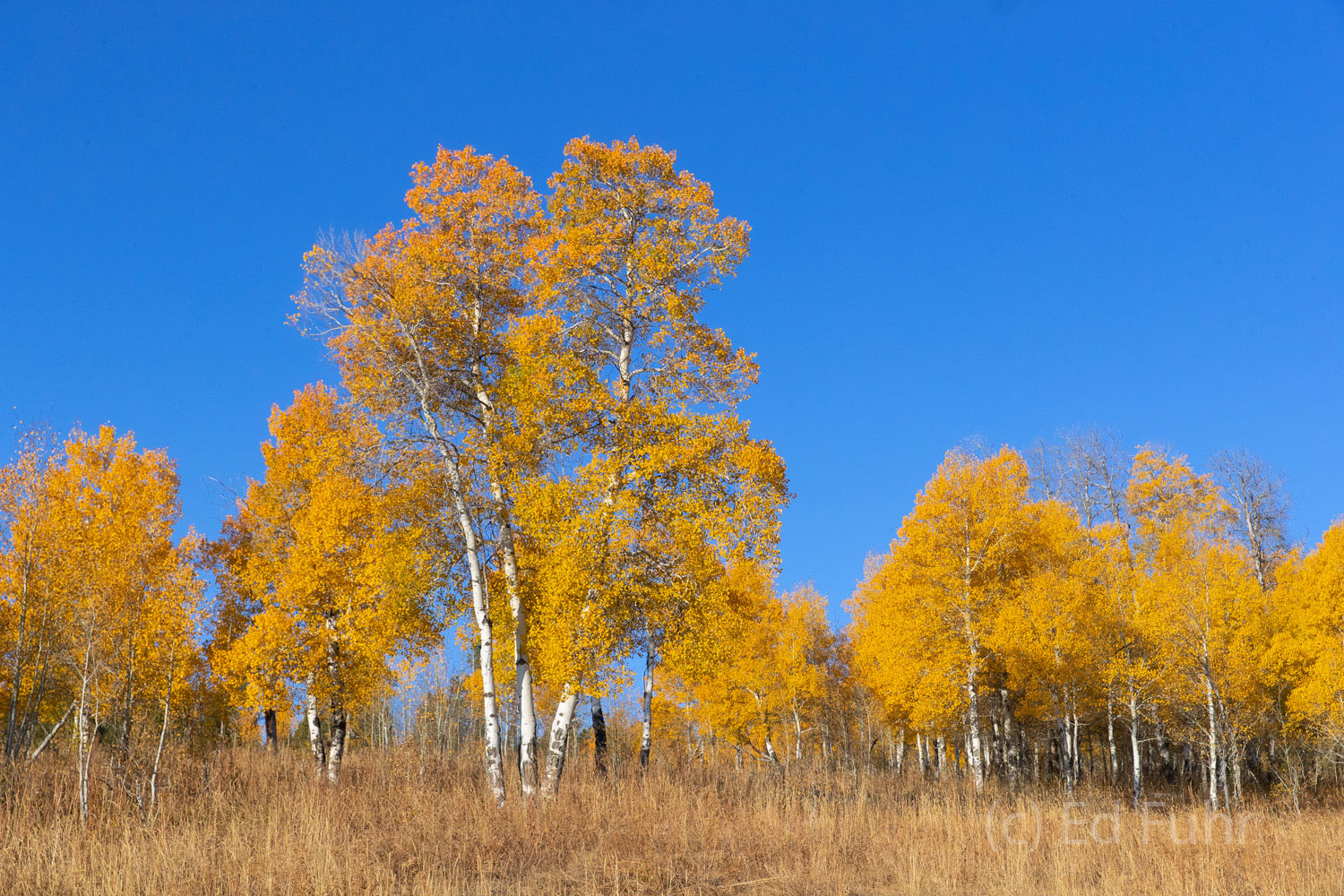 A hillside of aspen turn from yellow to gold overnight.  In another two days, these leaves will fall and the landscape will turn...