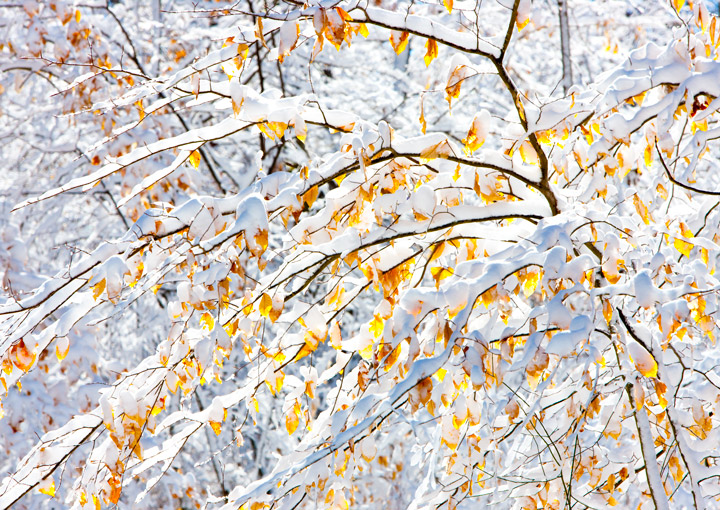 Beech Tree on Colonial Parkway photo beech tree, snow, colonial williamsburg, colonial parkway, virginia, photo