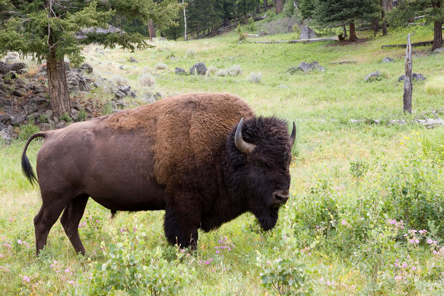 Often solitary in summer, this senior bison had shed half his winter coat.