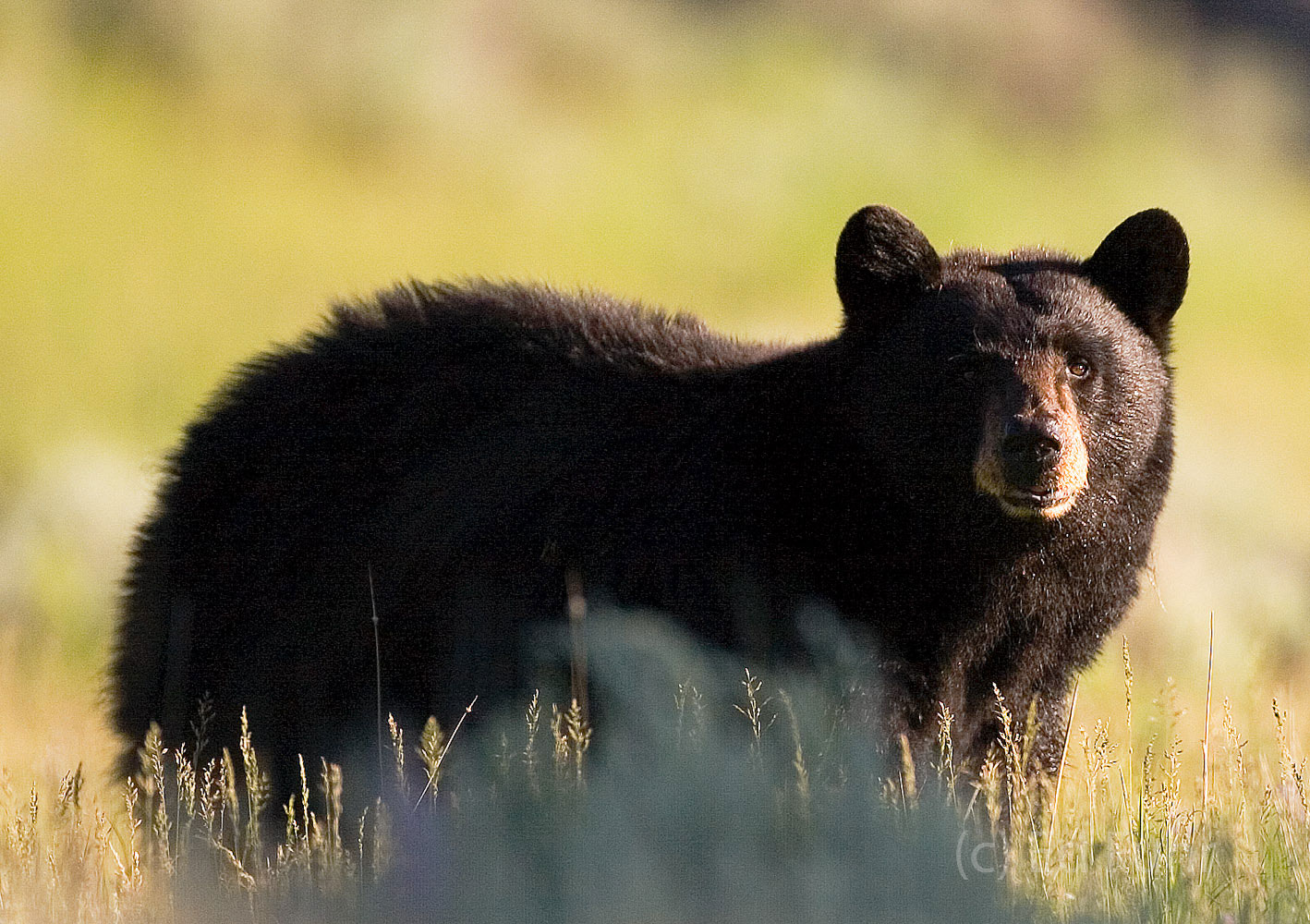 Early morning light slips over a nearby hill to illuminate this young black bear looking for food.