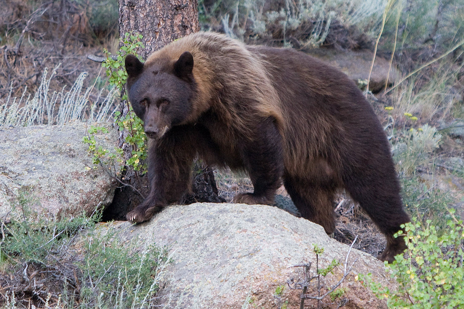 Bear sightings are relatively rare in RMNP, but this large black bear was hungry and on the prowl shortly before sunset near...